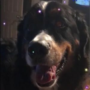 Meet your Posher, Avary